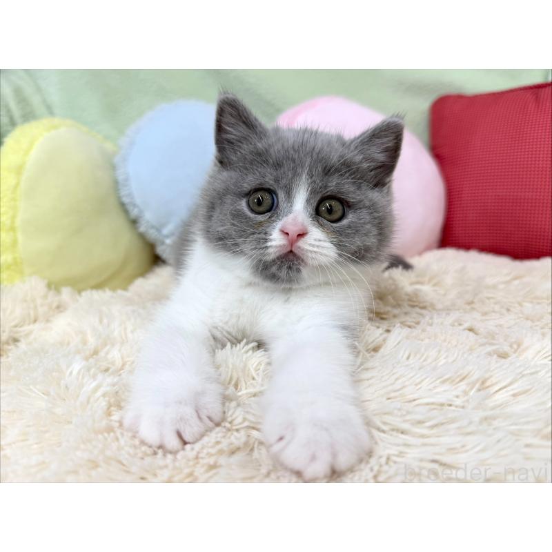 成約済の大阪府のブリティッシュショートヘア-127468の5枚目