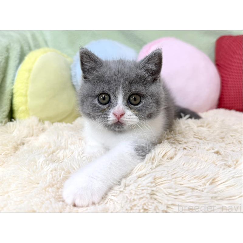 成約済の大阪府のブリティッシュショートヘア-127468の4枚目