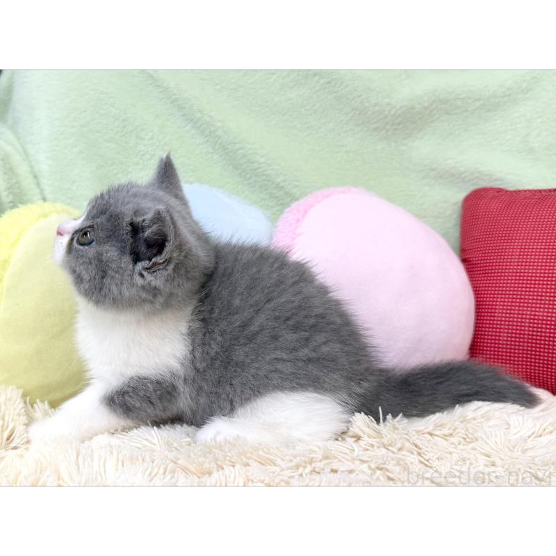 成約済の大阪府のブリティッシュショートヘア-127468の3枚目