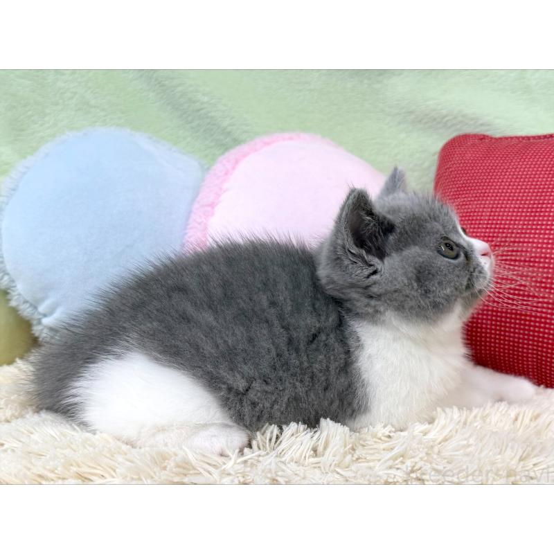 成約済の大阪府のブリティッシュショートヘア-127468の2枚目