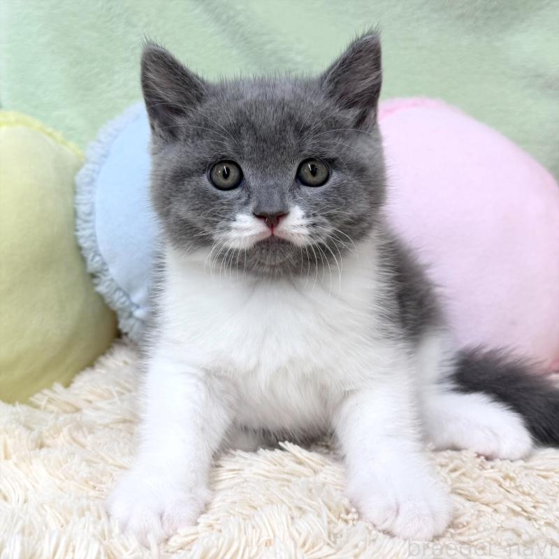 成約済の大阪府のブリティッシュショートヘア-127470