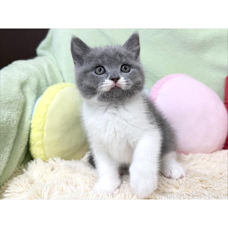 成約済の大阪府のブリティッシュショートヘア-127470の6枚目