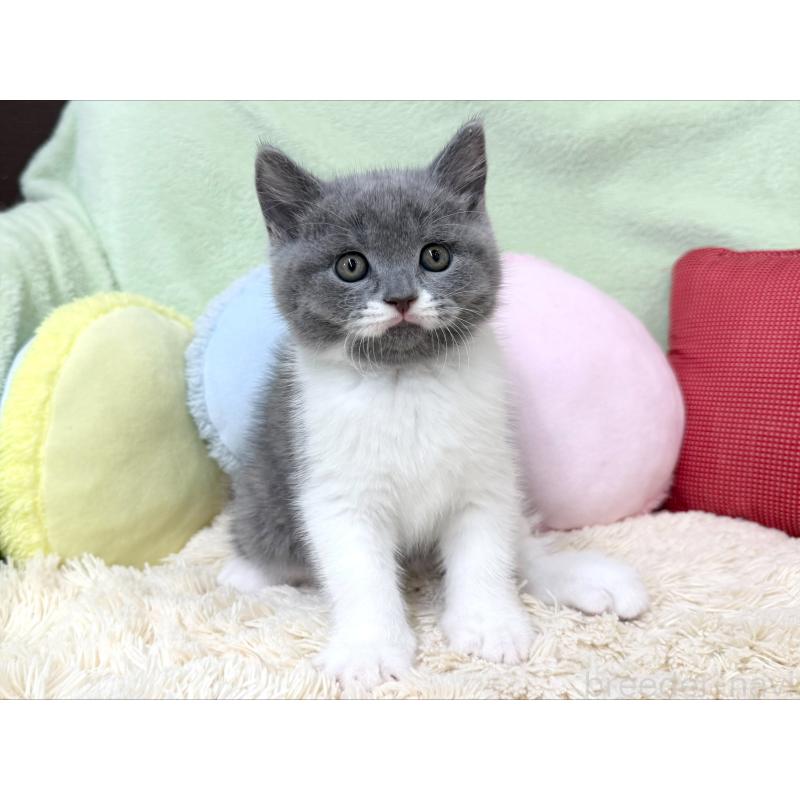 成約済の大阪府のブリティッシュショートヘア-127470の5枚目