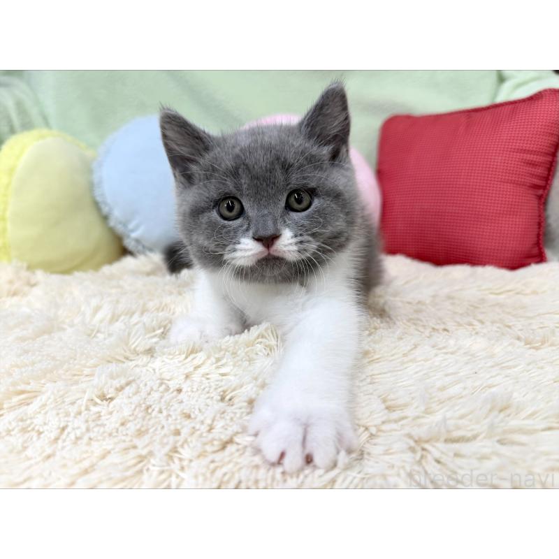 成約済の大阪府のブリティッシュショートヘア-127470の4枚目