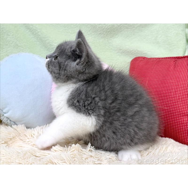 成約済の大阪府のブリティッシュショートヘア-127470の3枚目