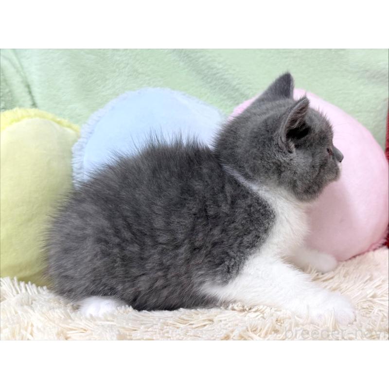 成約済の大阪府のブリティッシュショートヘア-127470の2枚目