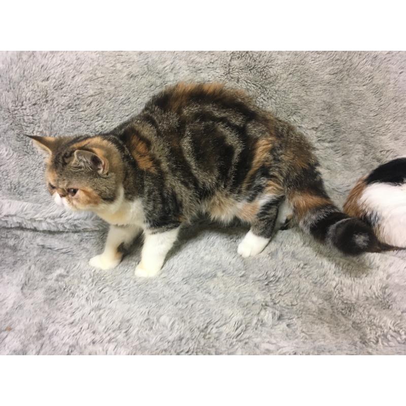 販売中の神奈川県のエキゾチックショートヘア-113826の7枚目