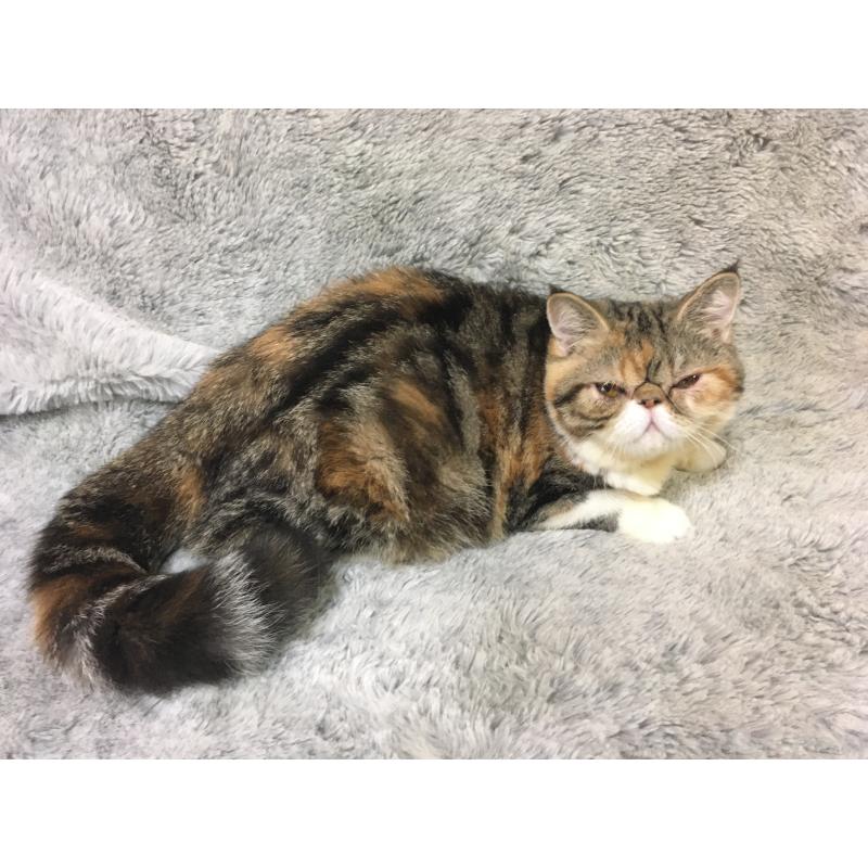 販売中の神奈川県のエキゾチックショートヘア-113826の6枚目