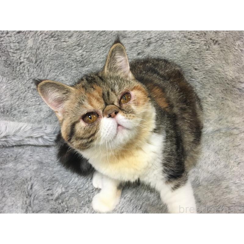 販売中の神奈川県のエキゾチックショートヘア-113826の5枚目