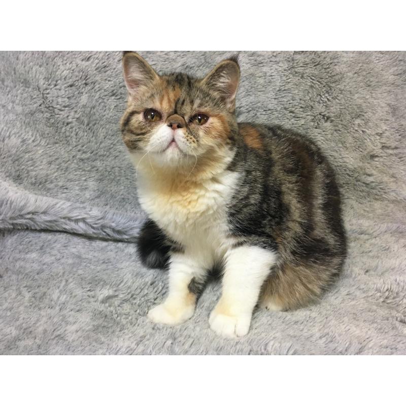 販売中の神奈川県のエキゾチックショートヘア-113826の4枚目