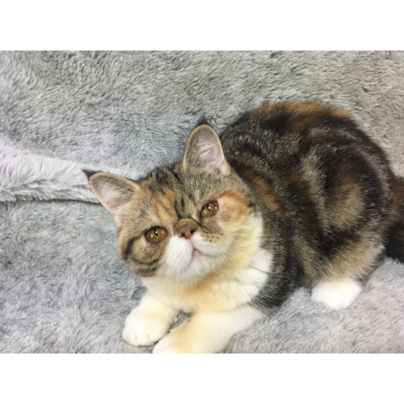 販売中の神奈川県のエキゾチックショートヘア-113826の3枚目