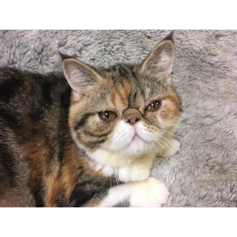 販売中の神奈川県のエキゾチックショートヘア-113826の2枚目