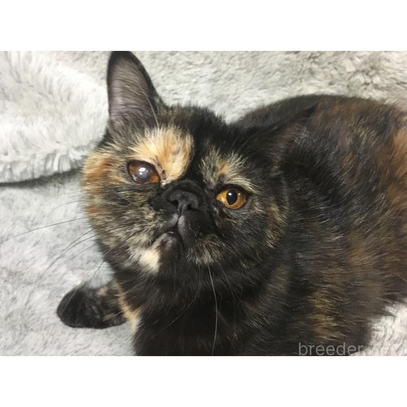 販売中の神奈川県のエキゾチックショートヘア-113828の6枚目