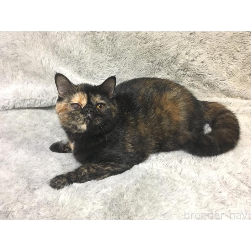 販売中の神奈川県のエキゾチックショートヘア-113828の5枚目