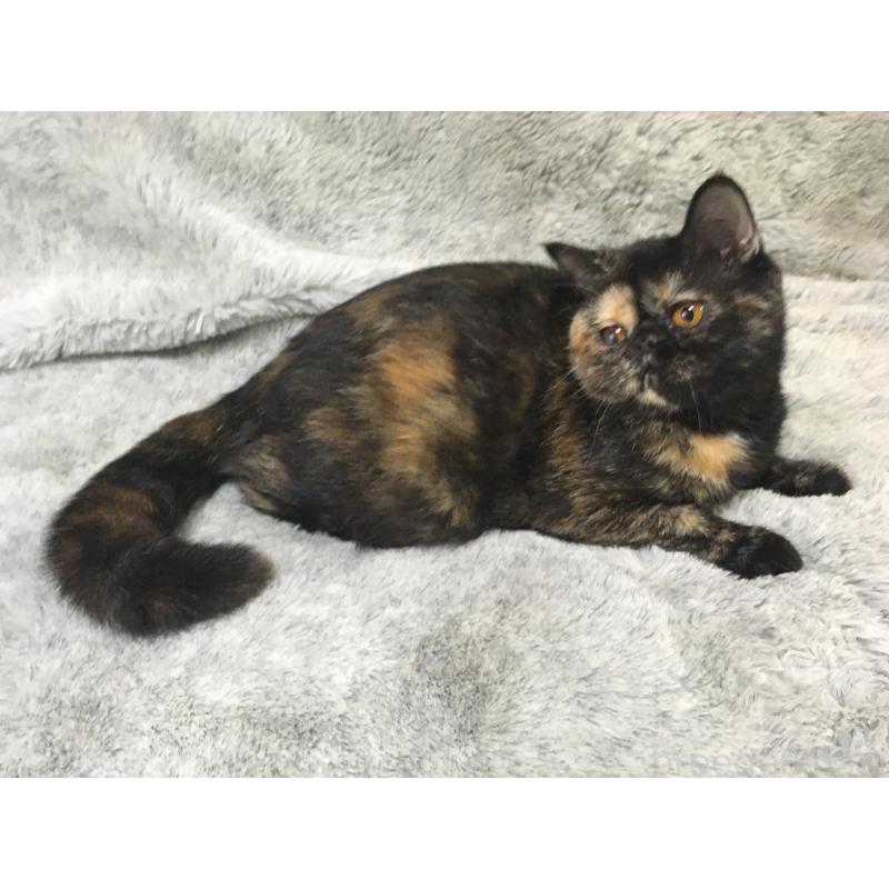 販売中の神奈川県のエキゾチックショートヘア-113828の4枚目