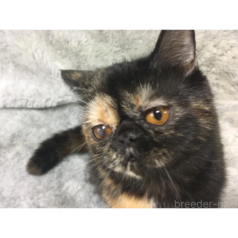 販売中の神奈川県のエキゾチックショートヘア-113828の3枚目