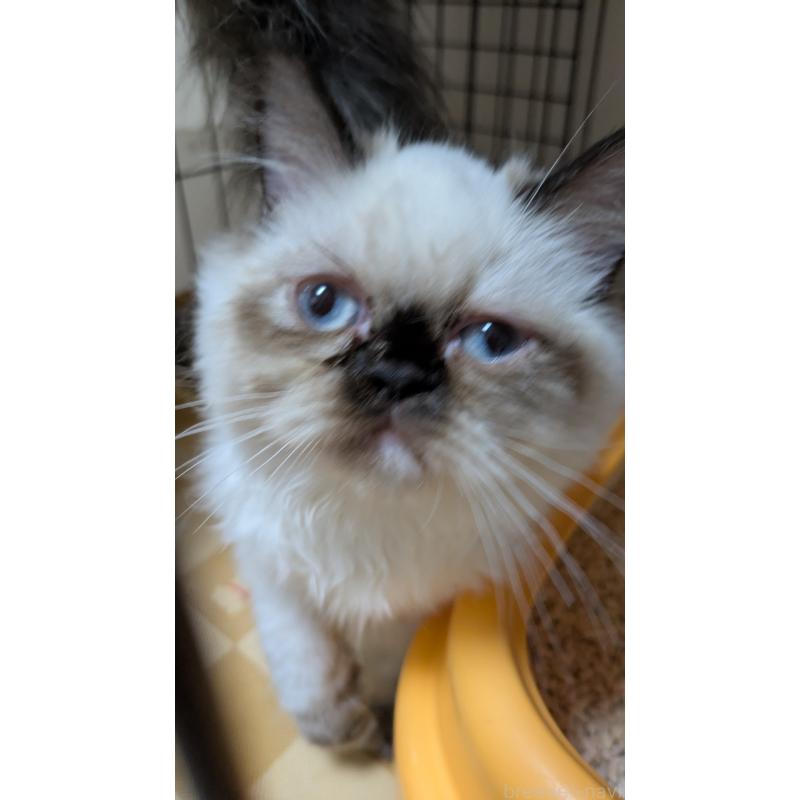 販売中の大阪府のミヌエット-124372の7枚目