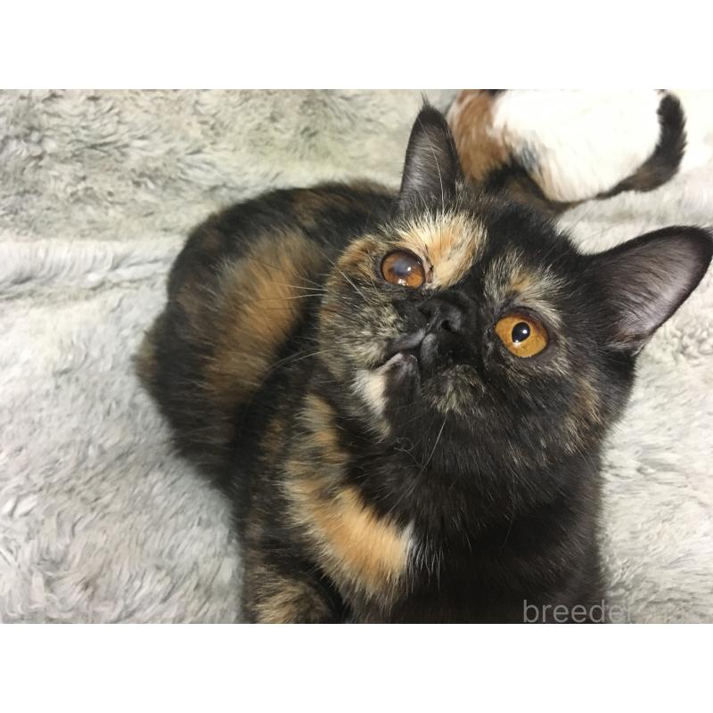 販売中の神奈川県のエキゾチックショートヘア-113828の2枚目