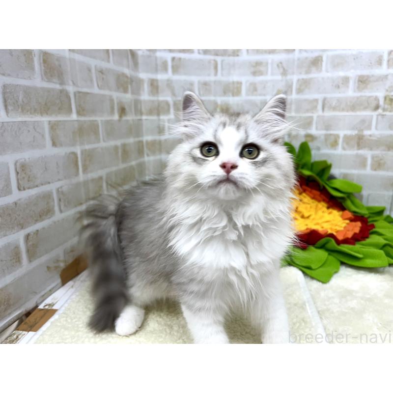 成約済の東京都のサイベリアン-128088の2枚目