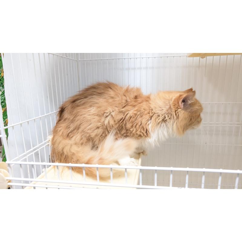 商談中の愛知県のミヌエット-117898の3枚目