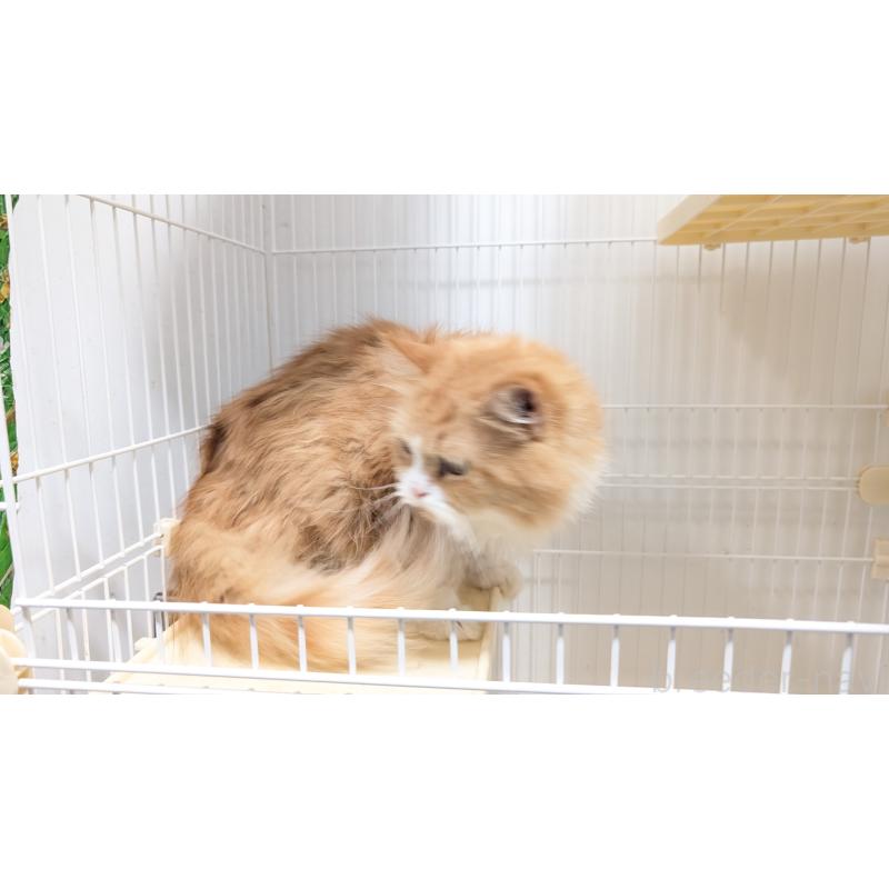 商談中の愛知県のミヌエット-117898の2枚目