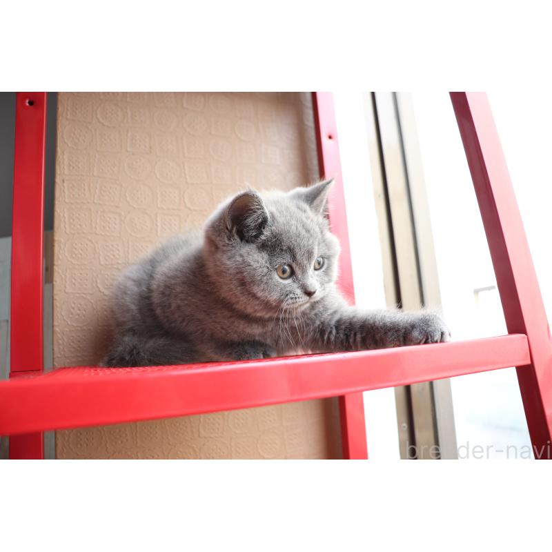 成約済の大阪府のブリティッシュショートヘア-127823の9枚目