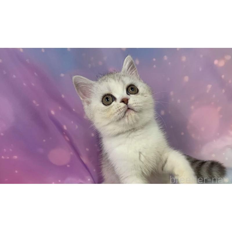 販売中の大阪府のスコティッシュフォールド-124632の3枚目