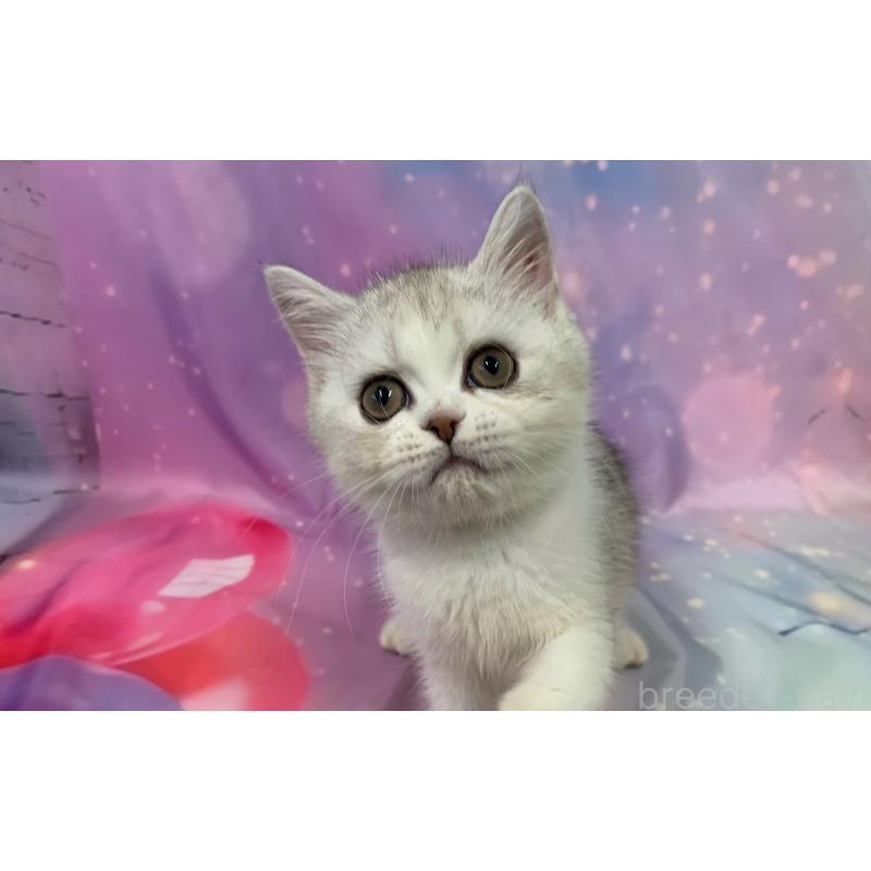 販売中の大阪府のスコティッシュフォールド-124632の2枚目