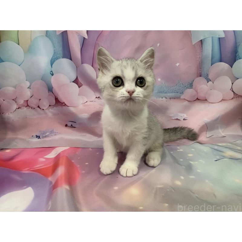 販売中の大阪府のスコティッシュフォールド-126794の3枚目