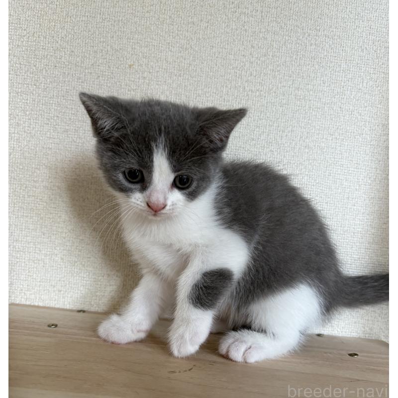 販売中の広島県のブリティッシュショートヘア-129003の3枚目