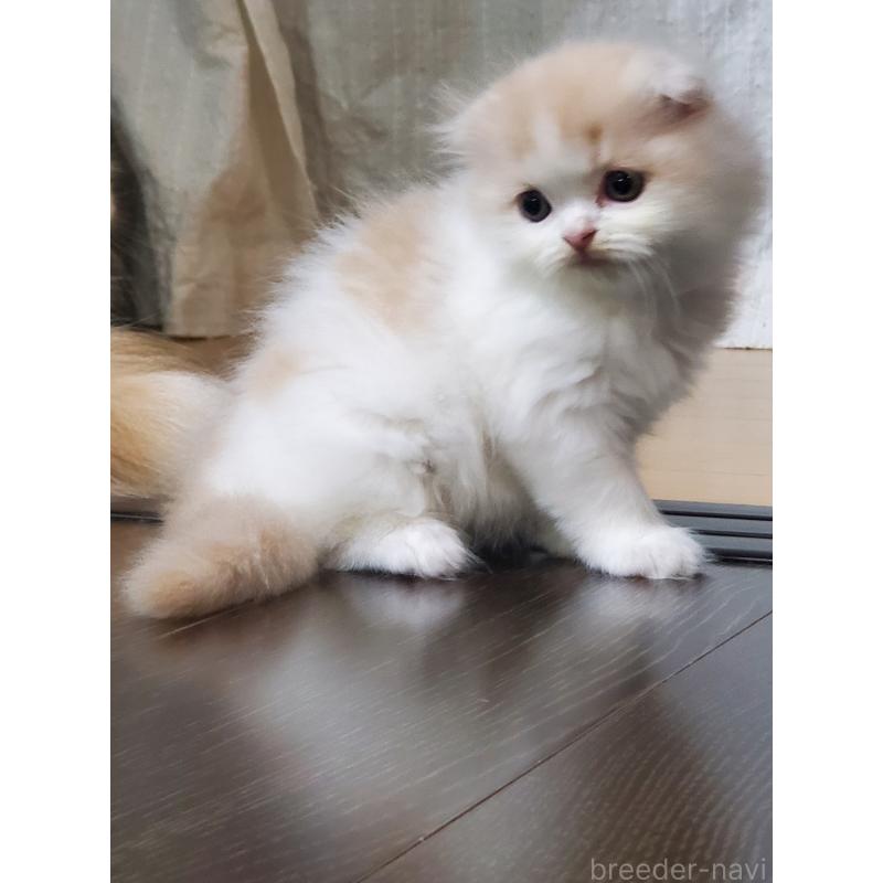 商談中の愛知県のスコティッシュフォールド(折れ耳)-128266の5枚目