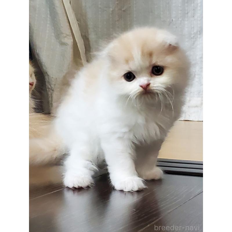 商談中の愛知県のスコティッシュフォールド(折れ耳)-128266の4枚目