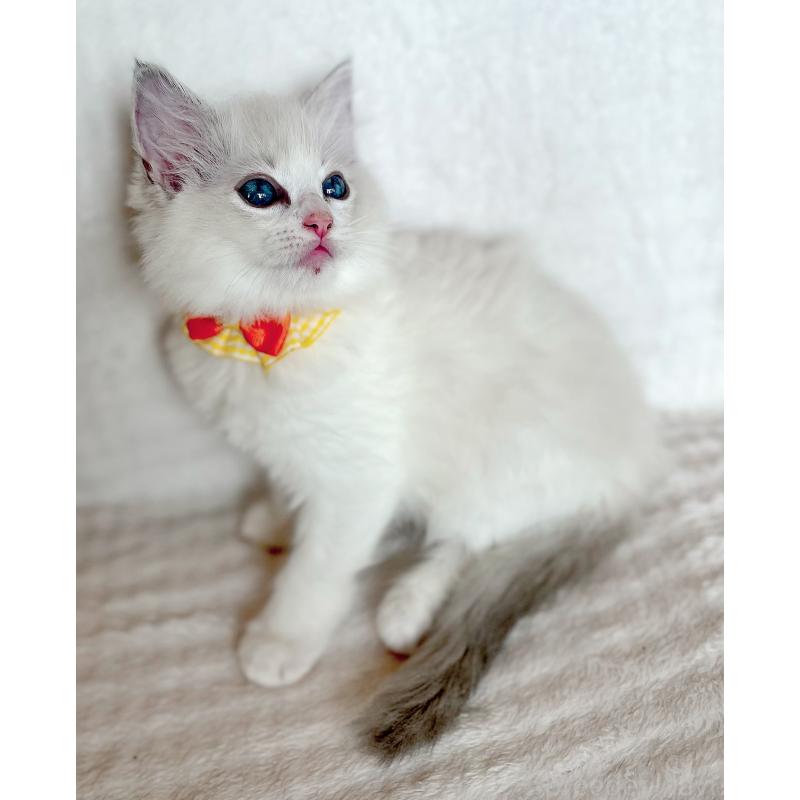 販売中の福島県のラグドール-127165の7枚目