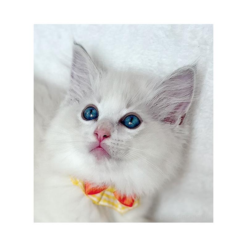 販売中の福島県のラグドール-127165の6枚目