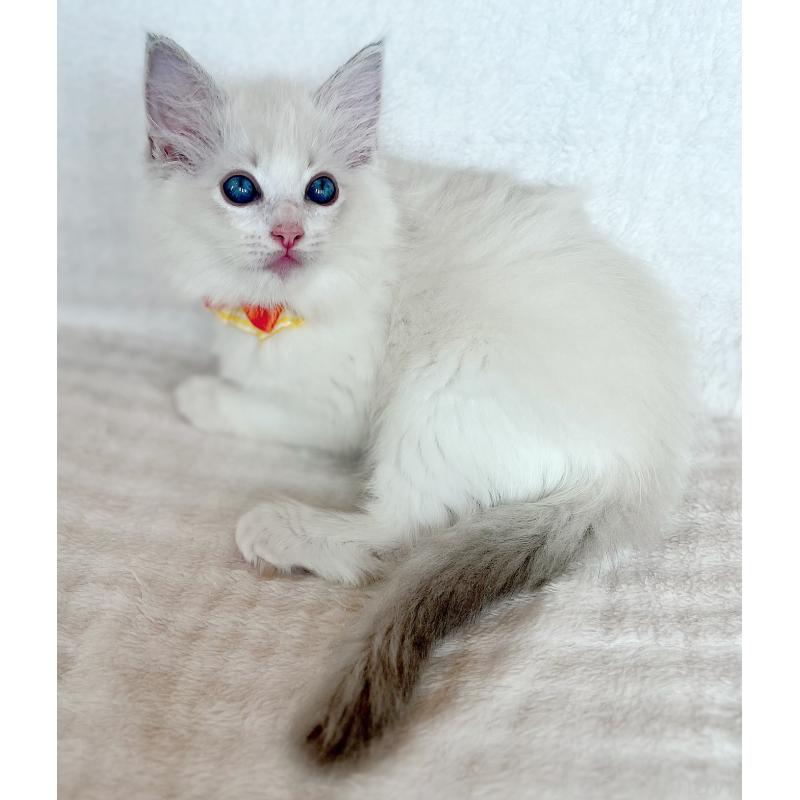 販売中の福島県のラグドール-127165の5枚目