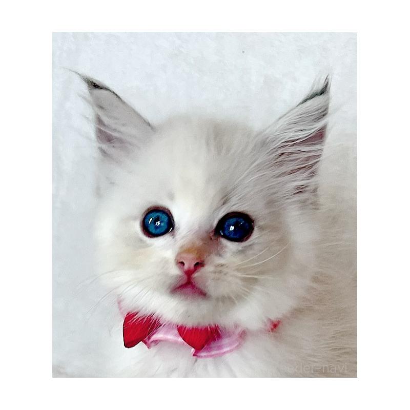 成約済の福島県のラグドール-127166の10枚目