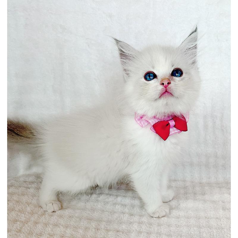 成約済の福島県のラグドール-127166の9枚目