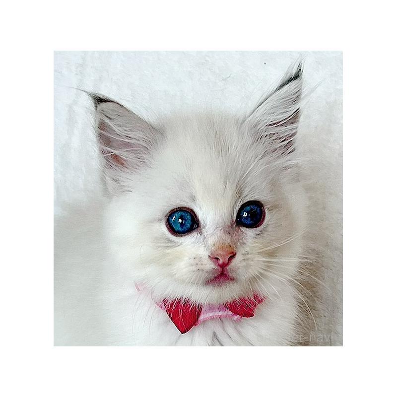 成約済の福島県のラグドール-127166の8枚目