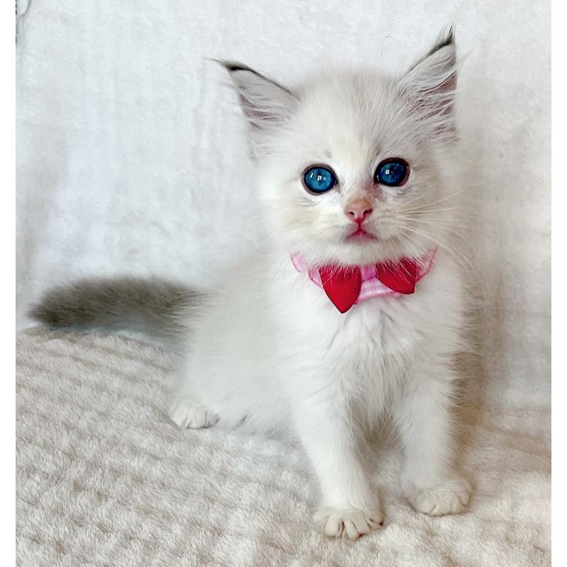 成約済の福島県のラグドール-127166の7枚目