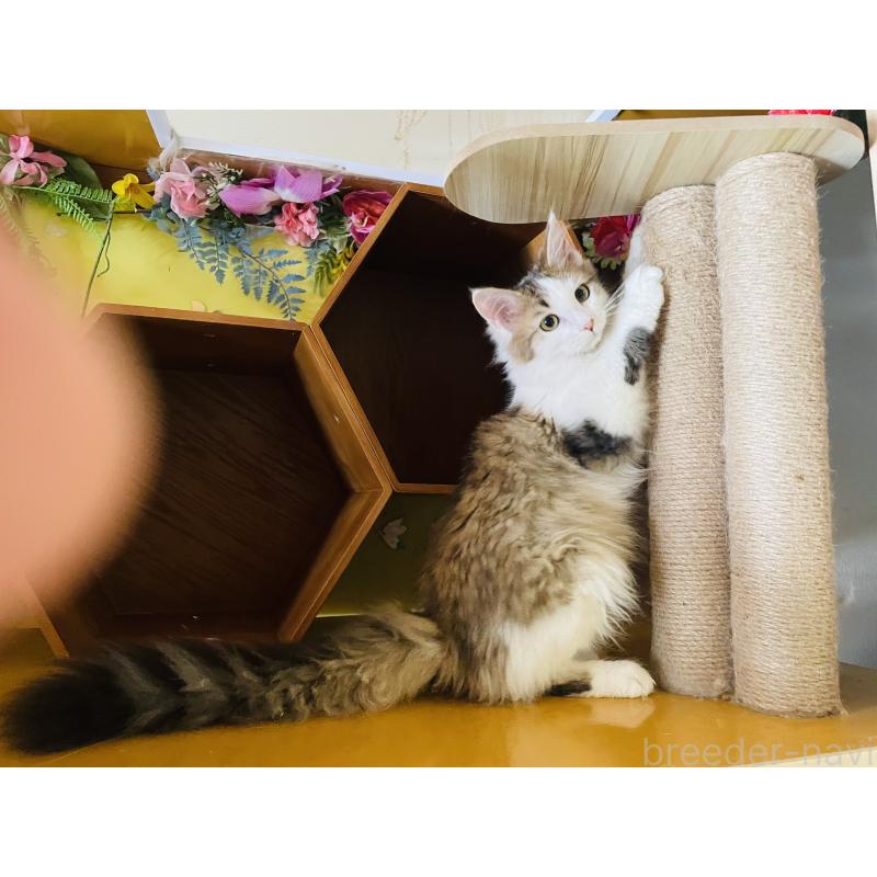 販売中の京都府のメインクーン-129014の1枚目