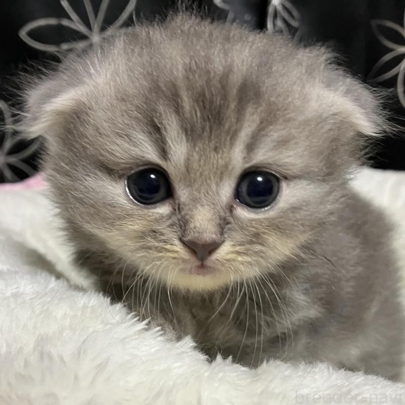 販売中の三重県のスコティッシュフォールド(折れ耳)-128974の1枚目