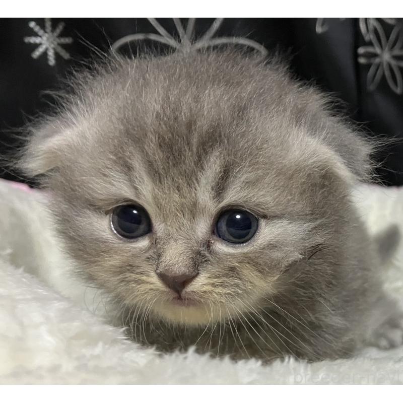 販売中の三重県のスコティッシュフォールド(折れ耳)-128974の2枚目