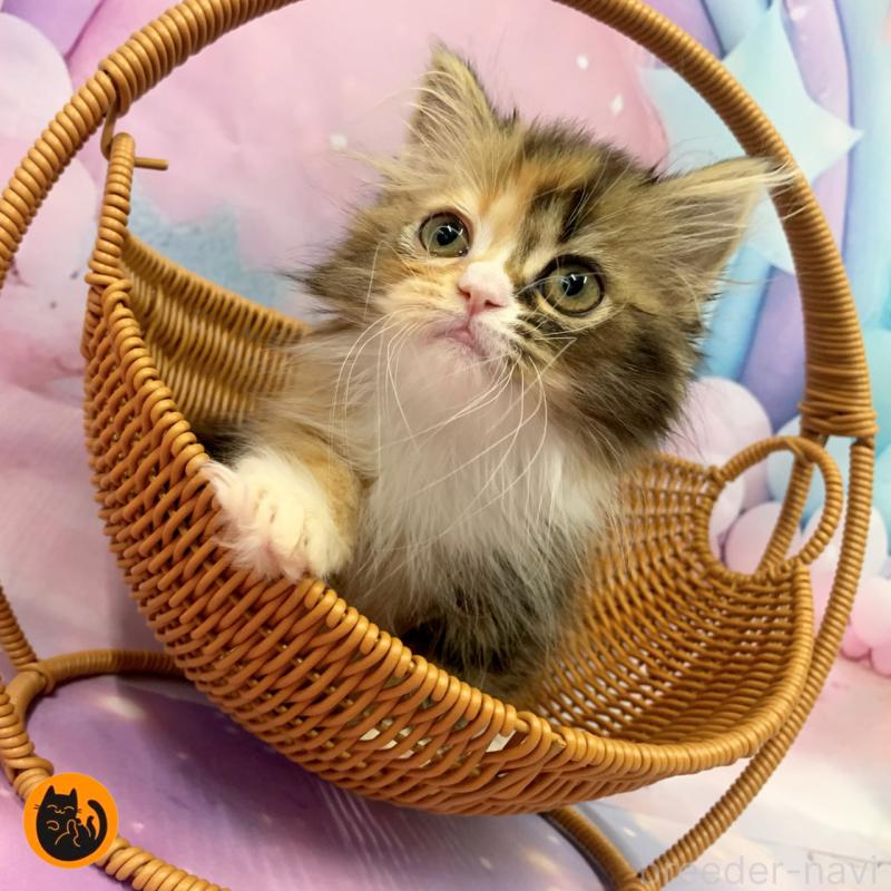 販売中の大阪府のスコティッシュフォールド-125229