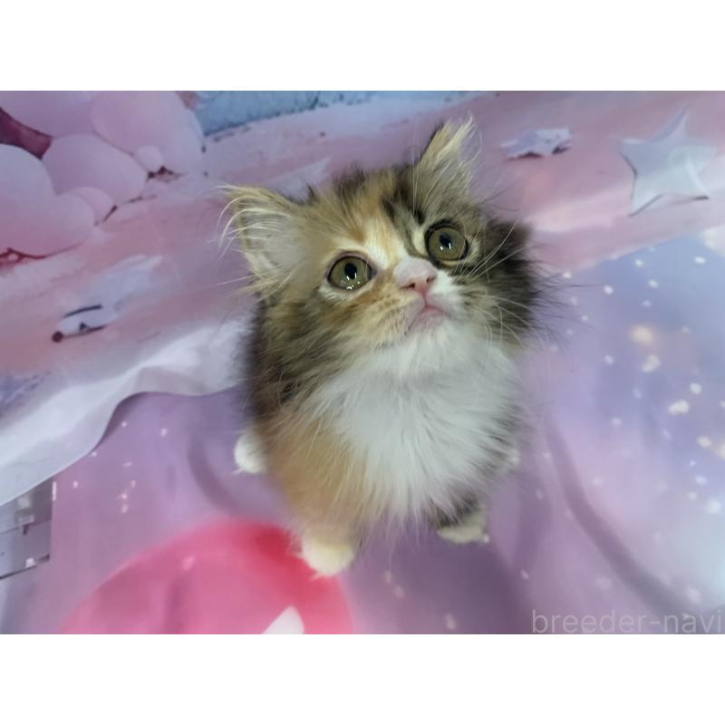 販売中の大阪府のスコティッシュフォールド-125229の2枚目