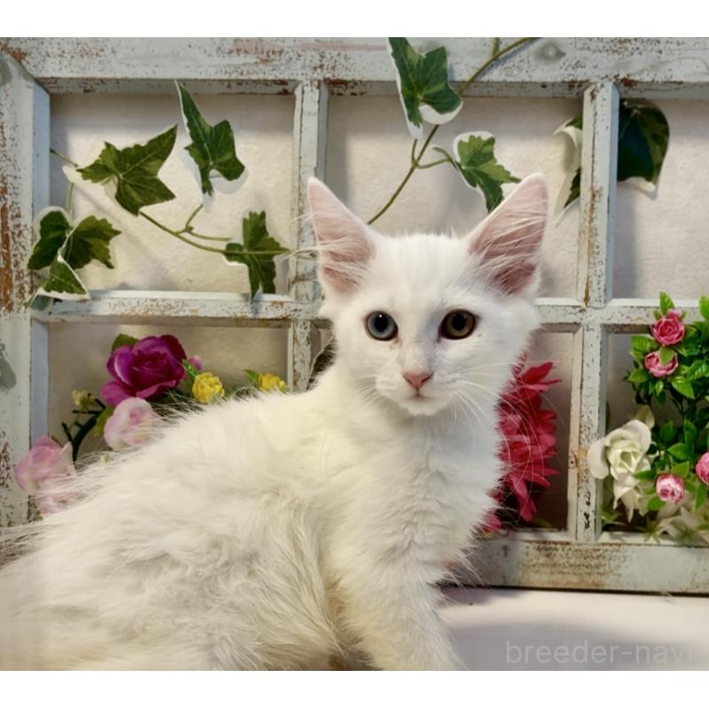 成約済の大阪府のノルウェージャンフォレストキャット-124601の4枚目