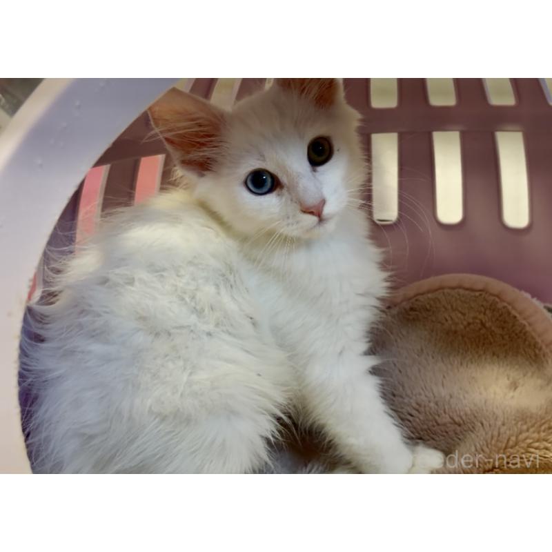 成約済の大阪府のノルウェージャンフォレストキャット-124601の2枚目