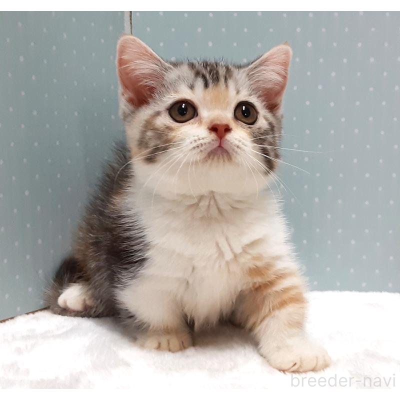 成約済の岐阜県のミヌエット(短足)-127834の3枚目