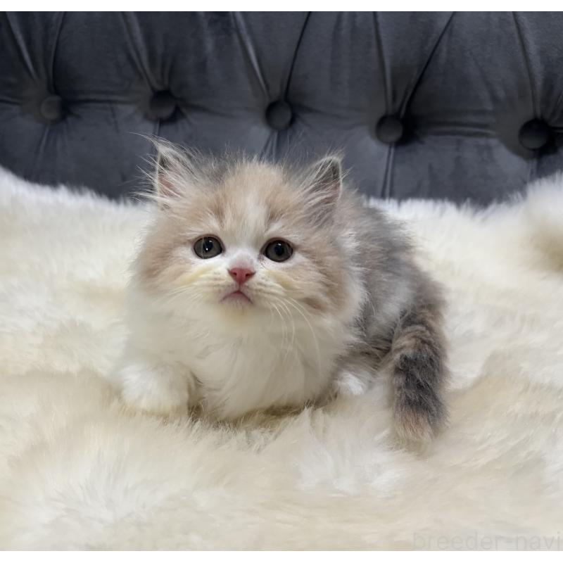 成約済の鹿児島県のミヌエット-126700の10枚目