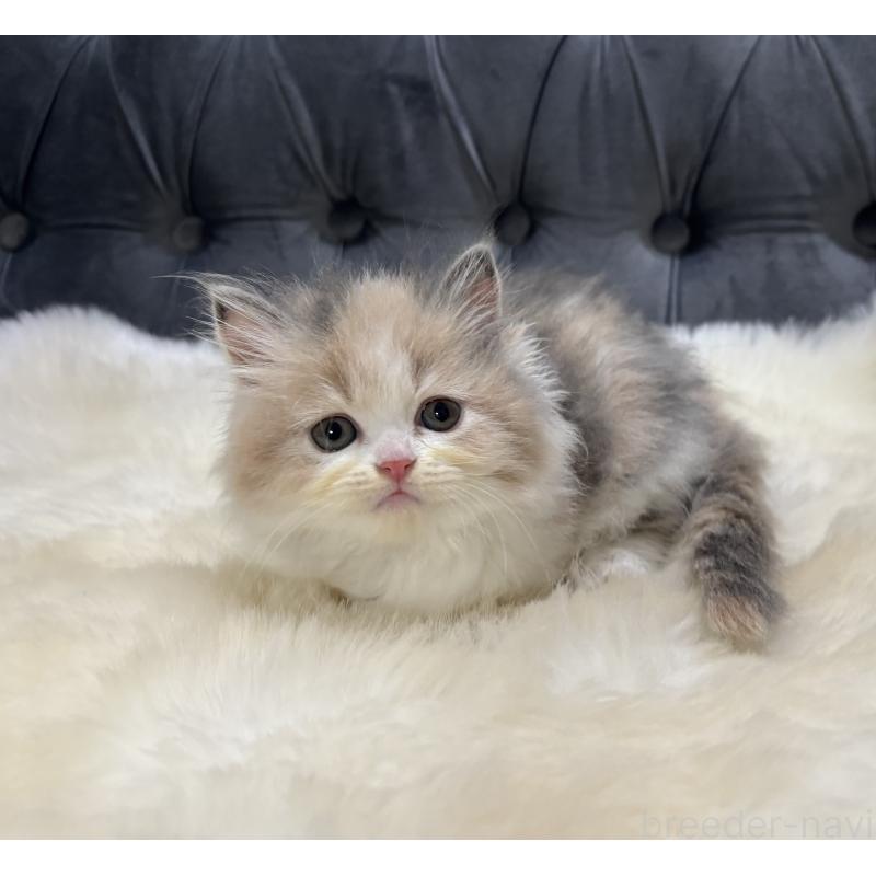 成約済の鹿児島県のミヌエット-126700の9枚目