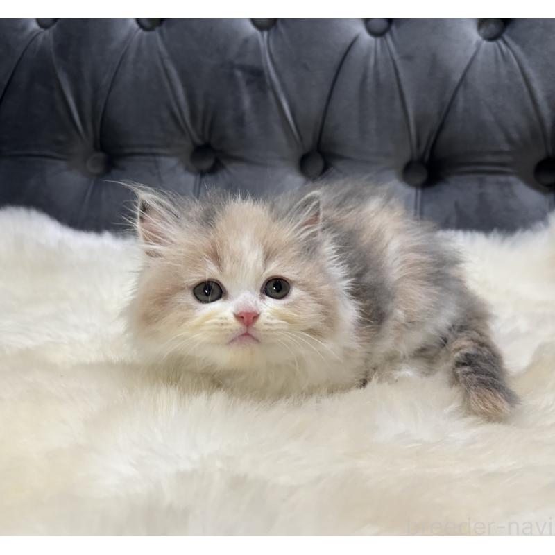 成約済の鹿児島県のミヌエット-126700の8枚目